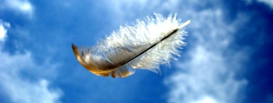 Feather staying_grounded